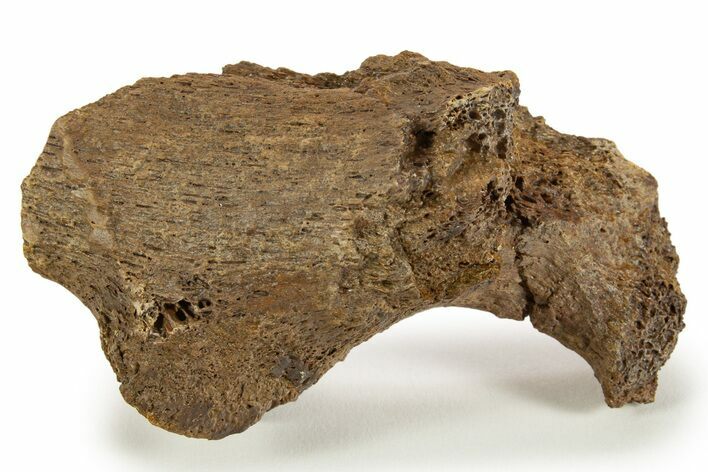 Fossil Hadrosaur Vertebra Process Section - Wyoming #316893